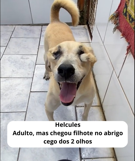 Helcules,